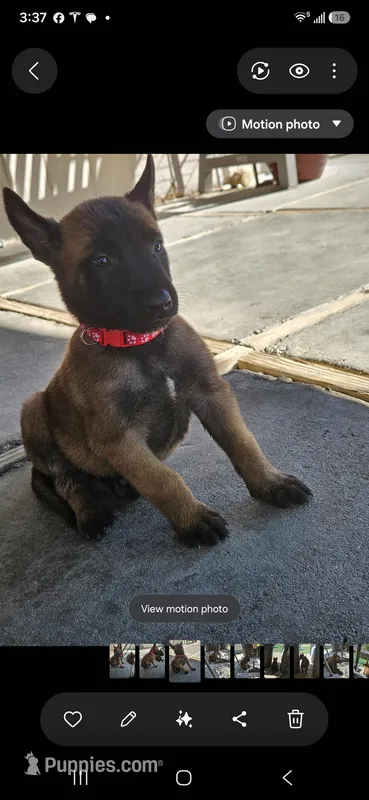 Red Mali – Belgian Malinois puppy for sale in Wrightwood, CA