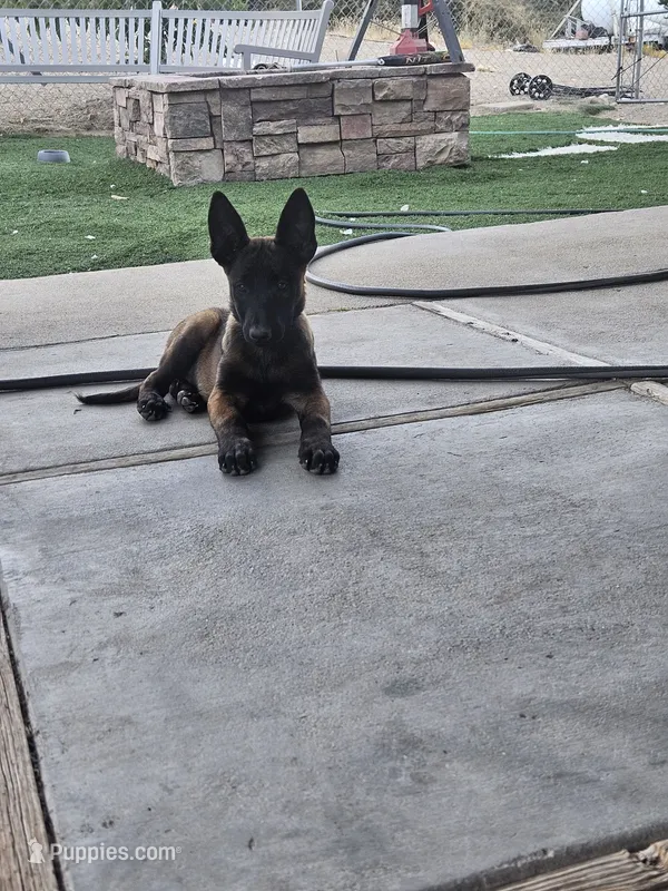 Pink – Belgian Malinois puppy for sale in Wrightwood, CA