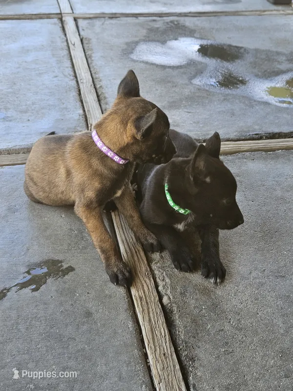 Purple mali – Belgian Malinois puppy for sale in Wrightwood, CA