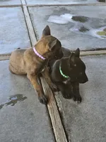 Purple mali, a female Belgian Malinois for sale in Wrightwood, CA – 1 of 1