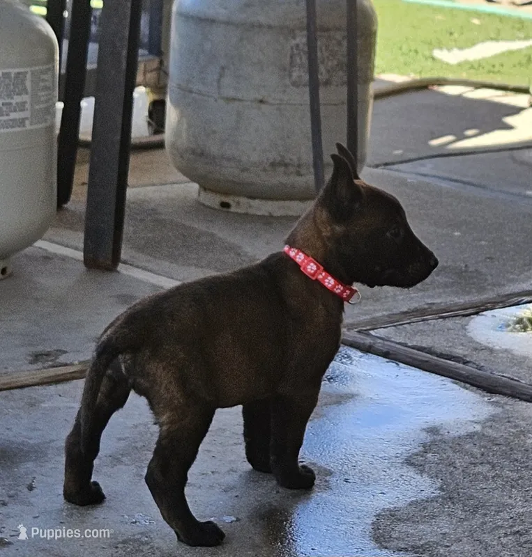 Red Mali – Belgian Malinois puppy for sale in Wrightwood, CA