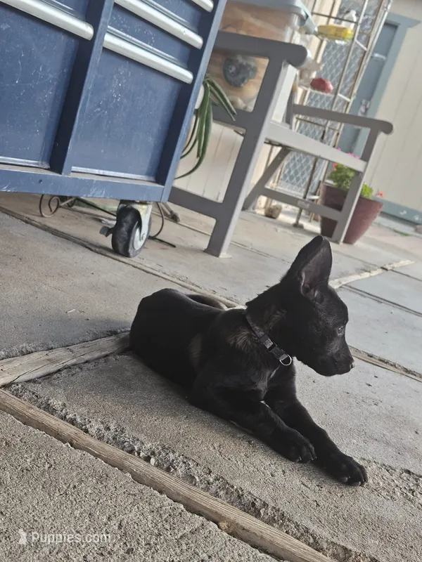Black Mal – Belgian Malinois puppy for sale in Wrightwood, CA