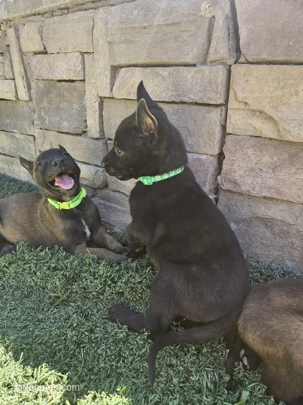 Black Mali – Belgian Malinois puppy for sale in Wrightwood, CA
