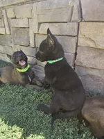 Black Mali, a male Belgian Malinois for sale in Wrightwood, CA – 1 of 1