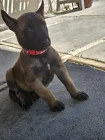 Red Mali, a male Belgian Malinois for sale in Wrightwood, CA – 1 of 1