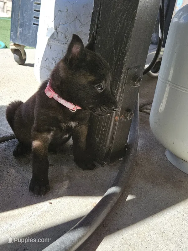 Pink Mali – Belgian Malinois puppy for sale in Wrightwood, CA