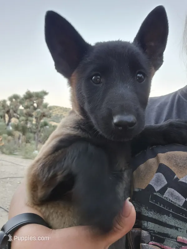 Pink Mali – Belgian Malinois puppy for sale in Wrightwood, CA