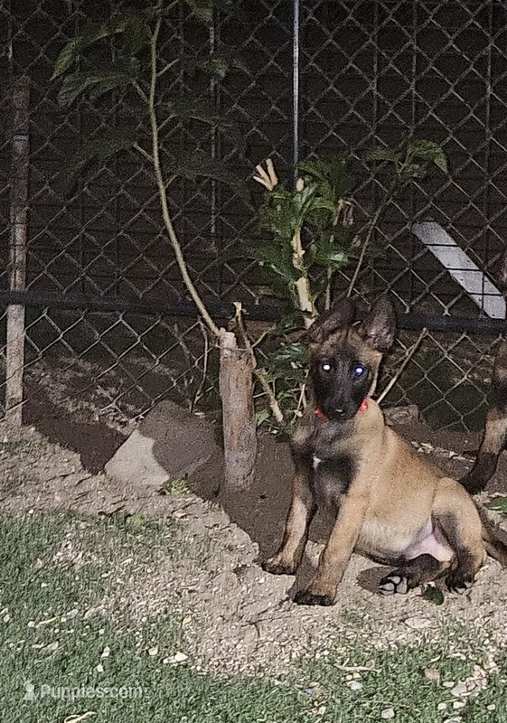 Red mali – Belgian Malinois puppy for sale in Wrightwood, CA