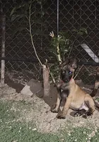 Red mali, a male Belgian Malinois for sale in Wrightwood, CA – 1 of 1
