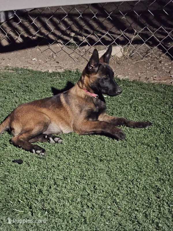 Pink – Belgian Malinois puppy for sale in Wrightwood, CA
