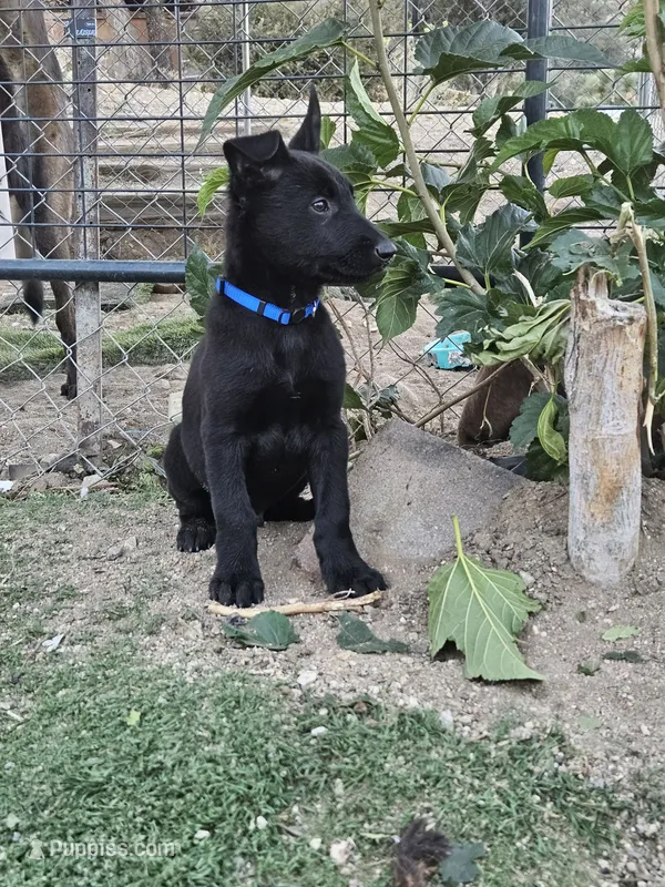 Blue – Belgian Malinois puppy for sale in Wrightwood, CA