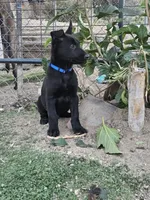 Blue, a male Belgian Malinois for sale in Wrightwood, CA – 2 of 3