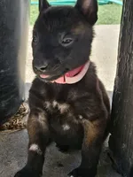 Pink Mali, a female Belgian Malinois for sale in Wrightwood, CA – 2 of 2