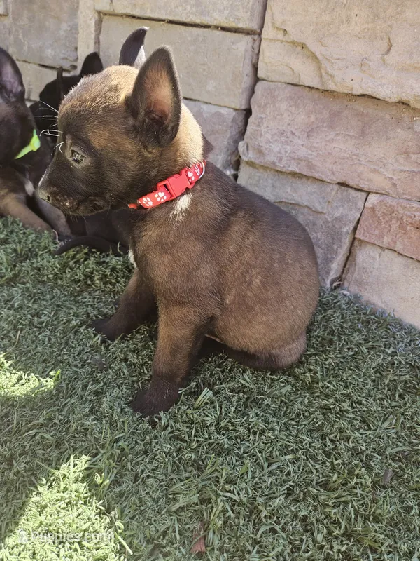 Mali red, a male Belgian Malinois for sale in Wrightwood, CA – 1 of 2