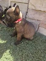Mali red, a male Belgian Malinois for sale in Wrightwood, CA – 1 of 2