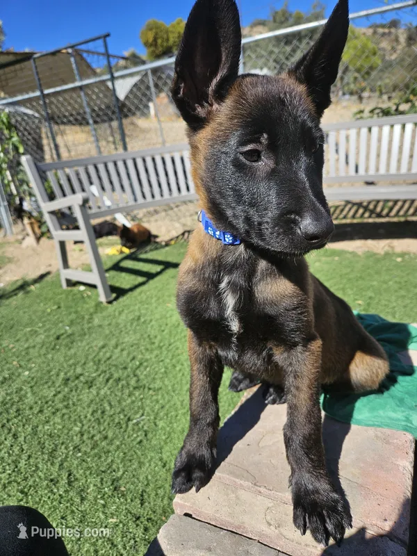 Cali malinois – Belgian Malinois puppy for sale in Wrightwood, CA