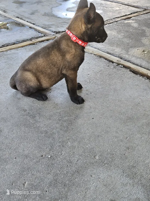 Mali red – Belgian Malinois puppy for sale in Wrightwood, CA