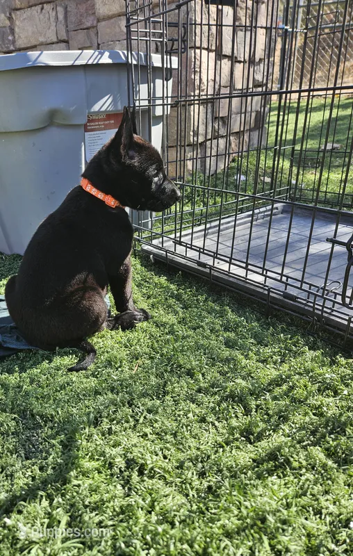 Orange mali – Belgian Malinois puppy for sale in Wrightwood, CA