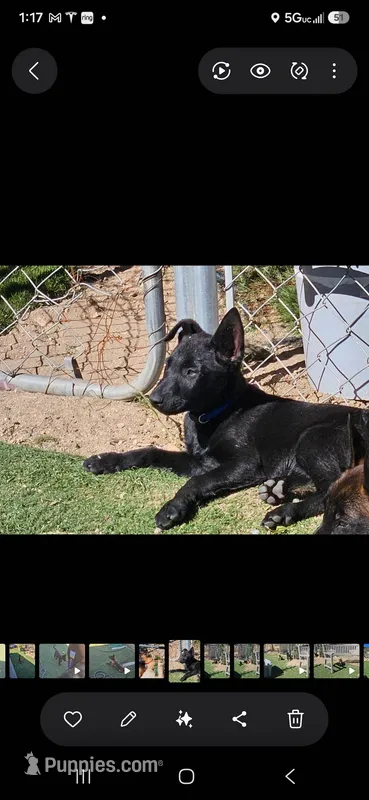 Blue – Belgian Malinois puppy for sale in Wrightwood, CA