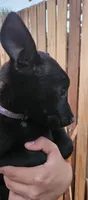 Black Mal, a female Belgian Malinois for sale in Wrightwood, CA – 2 of 2