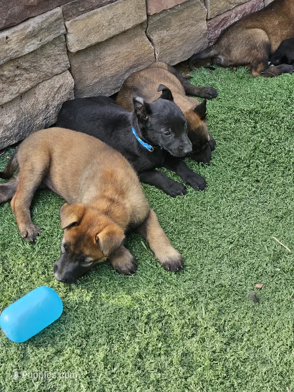 Mali boy – Belgian Malinois puppy for sale in Wrightwood, CA
