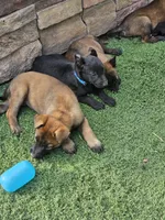 Mali boy, a male Belgian Malinois for sale in Wrightwood, CA – 1 of 1