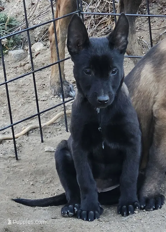Black Mal – Belgian Malinois puppy for sale in Wrightwood, CA