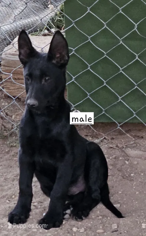 Blue – Belgian Malinois puppy for sale in Wrightwood, CA