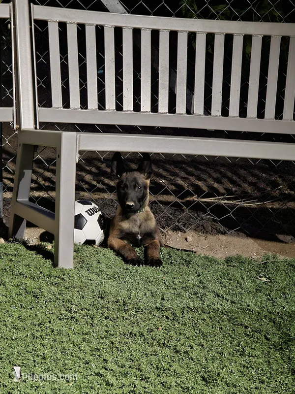 Green mali – Belgian Malinois puppy for sale in Wrightwood, CA