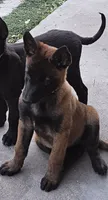 Orange mali, a female Belgian Malinois for sale in Wrightwood, CA – 3 of 3