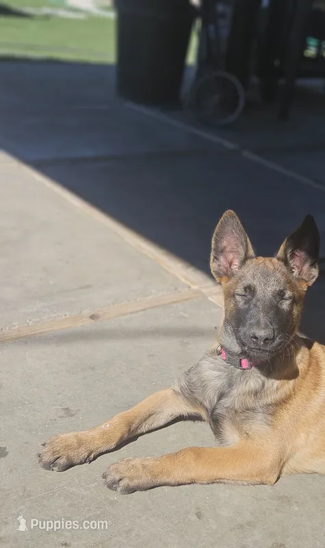 Pink – Belgian Malinois puppy for sale in Wrightwood, CA