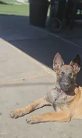 Pink Mali, a female Belgian Malinois for sale in Wrightwood, CA – 3 of 4