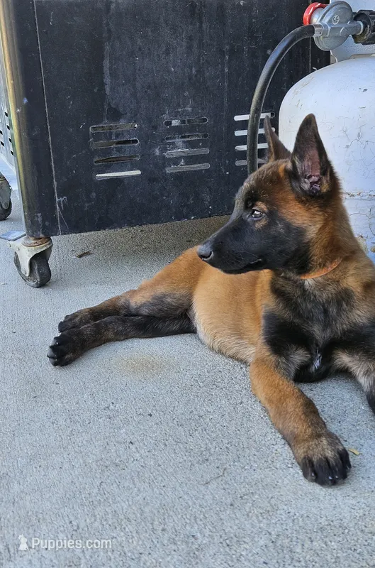 Orange mali – Belgian Malinois puppy for sale in Wrightwood, CA