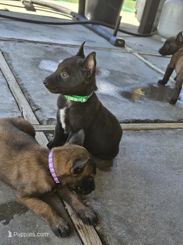 Green mali – Belgian Malinois puppy for sale in Wrightwood, CA