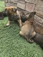 Cali malinois , a female Belgian Malinois for sale in Wrightwood, CA – 2 of 2