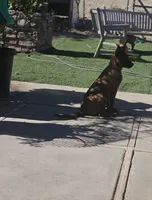 Pink Mali, a female Belgian Malinois for sale in Wrightwood, CA – 4 of 4