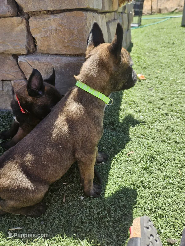 Yellow mali  – Belgian Malinois puppy for sale in Wrightwood, CA