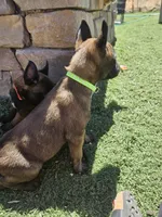 Purple mali, a female Belgian Malinois for sale in Wrightwood, CA – 1 of 3