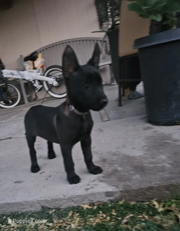 Black Mal – Belgian Malinois puppy for sale in Wrightwood, CA