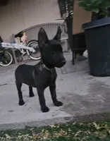 Black Mal, a female Belgian Malinois for sale in Wrightwood, CA – 1 of 2