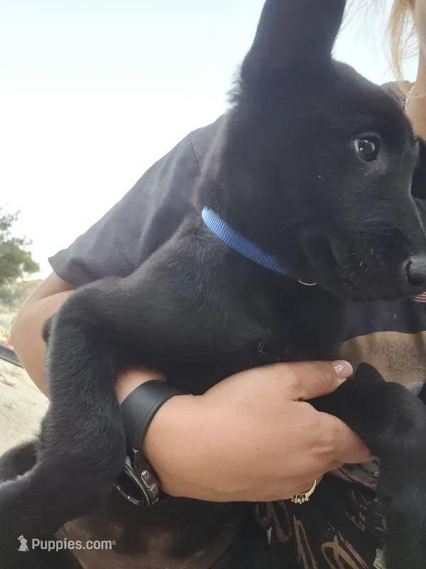 Blue – Belgian Malinois puppy for sale in Wrightwood, CA