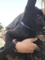 Blue, a male Belgian Malinois for sale in Wrightwood, CA – 1 of 3