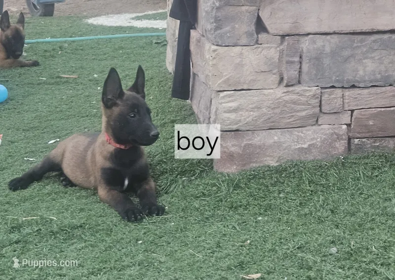 Mali red – Belgian Malinois puppy for sale in Wrightwood, CA