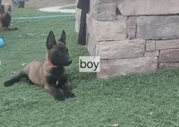 Mali red, a male Belgian Malinois for sale in Wrightwood, CA – 1 of 1