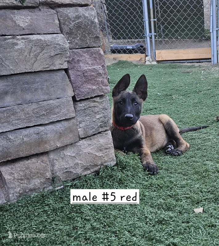 Red mali – Belgian Malinois puppy for sale in Wrightwood, CA