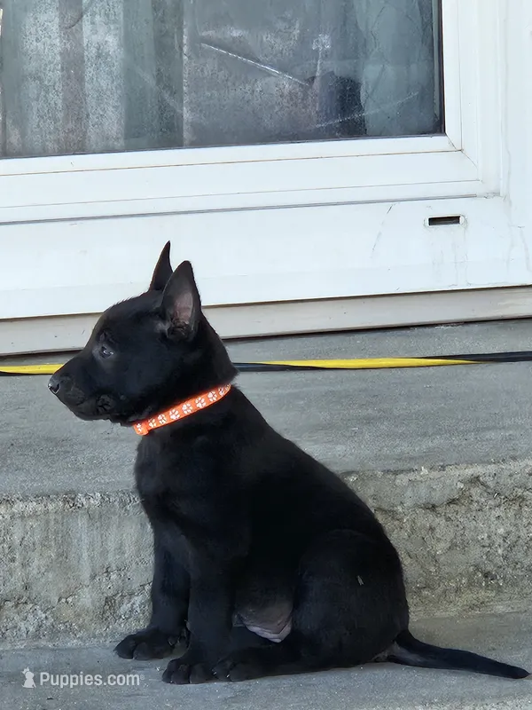 Orange mali – Belgian Malinois puppy for sale in Wrightwood, CA