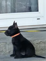 Orange mali, a female Belgian Malinois for sale in Wrightwood, CA – 1 of 1