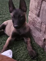 Orange mal, a female Belgian Malinois for sale in Wrightwood, CA – 1 of 1