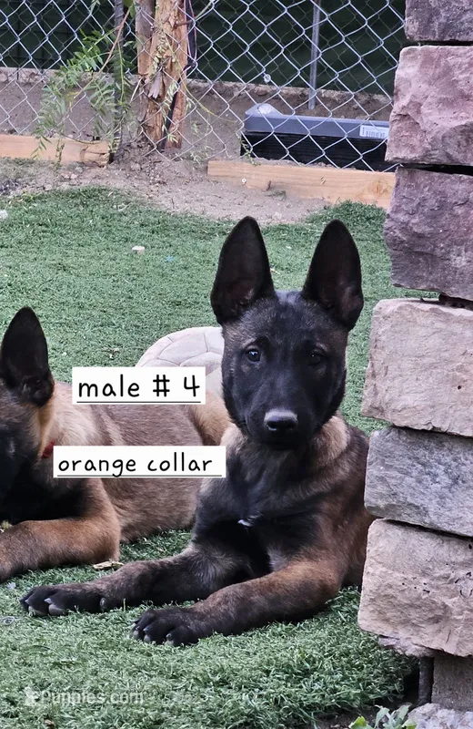 Orange mal – Belgian Malinois puppy for sale in Wrightwood, CA