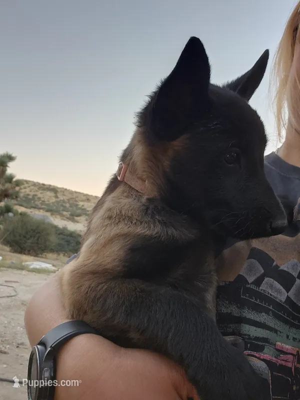 Pink Mali – Belgian Malinois puppy for sale in Wrightwood, CA